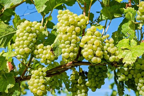 Grapes Fruit Vine · Free photo on Pixabay