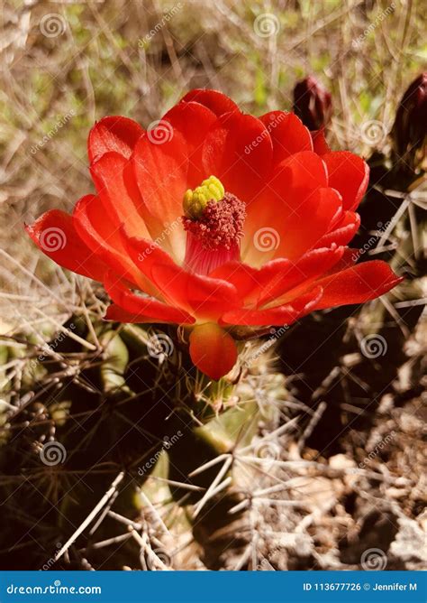 Claret cup cactus flower stock photo. Image of cacti - 113677726