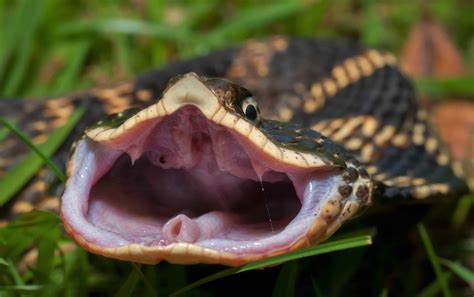 The Most Snake-Infested Lakes in Illinois - A-Z Animals