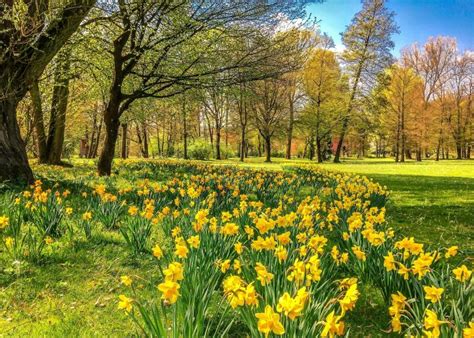 Daffodils: How to Plant, Grow, and Care for Daffodil Flowers | The Old ...