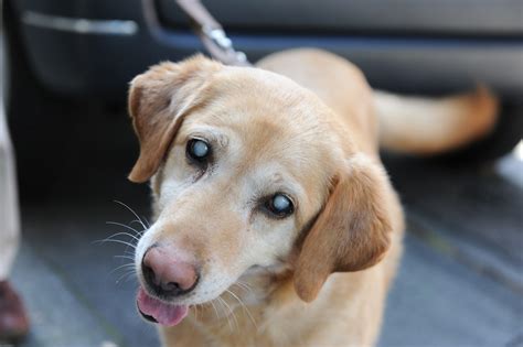 Köpeklerde Katarakt Hastalığı Hakkında Bilinmesi Gerekenler | Petlebi