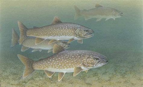 Report projects decrease in Adirondack lake trout | NCPR News