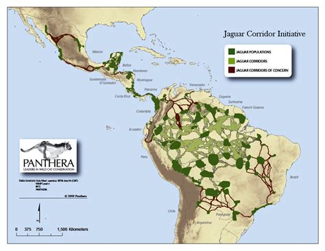 Jaguars Habitat - Jaguars