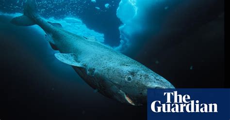 400-year-old Greenland shark is oldest vertebrate animal | Environment | The Guardian