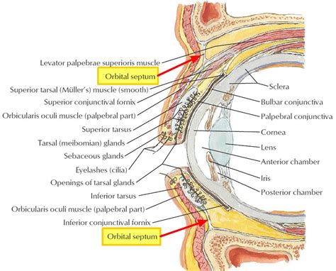 Periorbital cellulitis, Orbital cellulitis, causes, symptoms, diagnosis ...