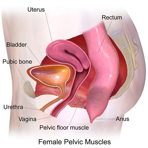 Female Pelvic Floor and Common Dysfunctions — Quality Care Sport Injury ...