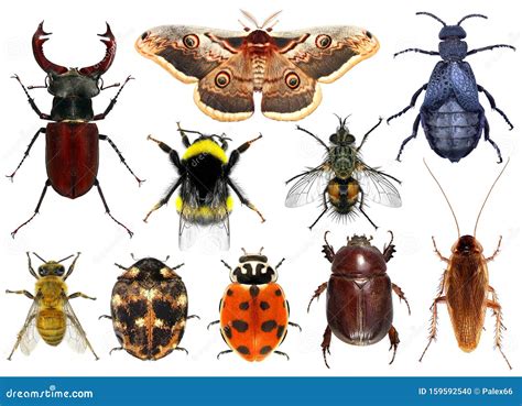 Insects Royalty-Free Stock Image | CartoonDealer.com #44848276