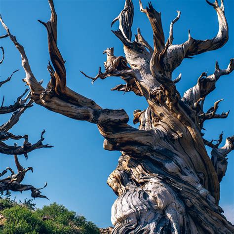 The world’s oldest tree, a giant, had a hard time keeping up with the ...