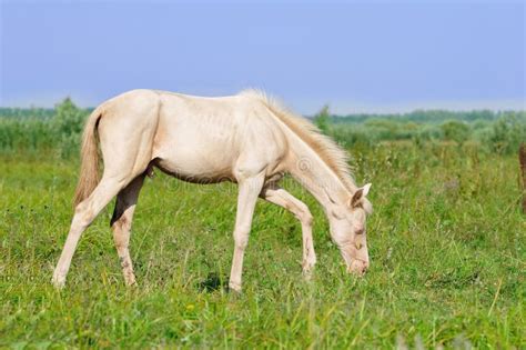 Perlino Akhal-teke Foal Grazing in Field Stock Photo - Image of equine, beautiful: 51075896