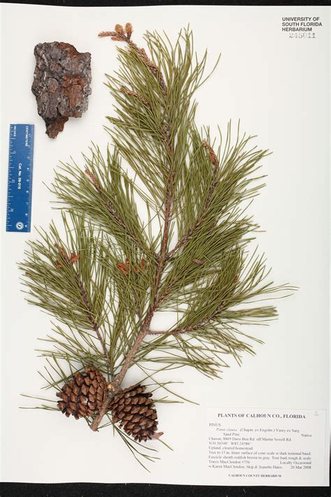 Pinus clausa - Species Page - ISB: Atlas of Florida Plants