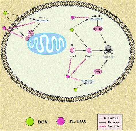 The cardiotoxic mechanism of doxorubicin (DOX) and pegylated liposomal ...