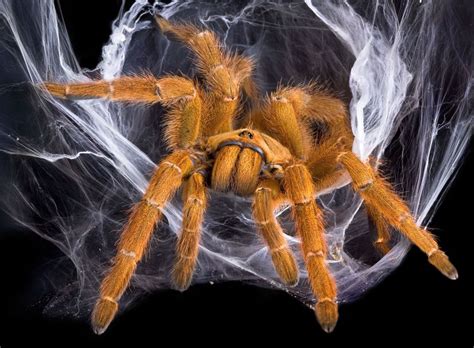 Do Tarantulas Make Webs? The Complete Guide – Mercury Pets