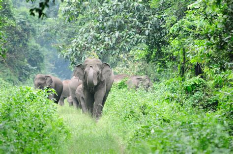 Images Gratuites : la nature, aventure, faune, sauvage, zoo, jungle, mammifère, éléphant, forêt ...