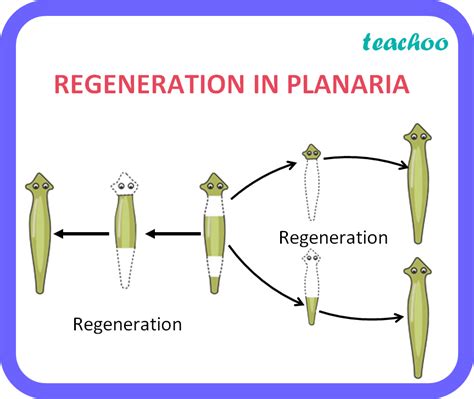 Asexual Reproduction In Animals Regeneration