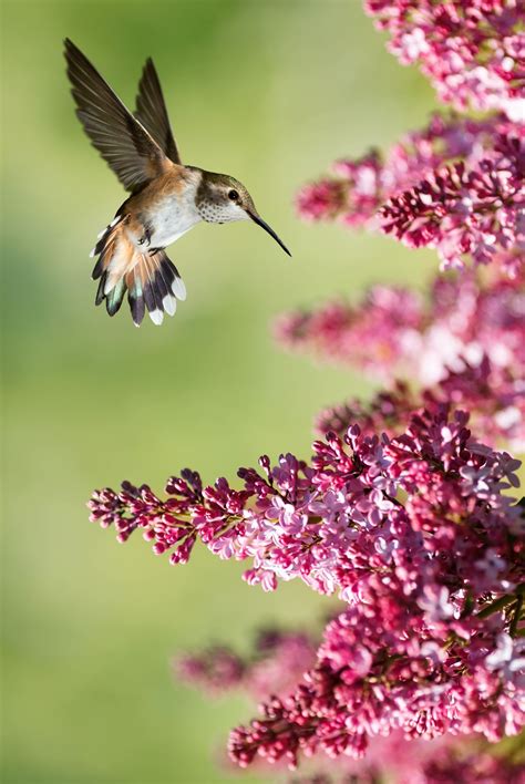 Pretty Birds, Love Birds, Beautiful Birds, Hummingbird Nests, Hummingbird Garden, Hummingbird ...
