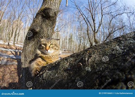 Funny cat on a tree stock image. Image of outdoor, park - 219916665