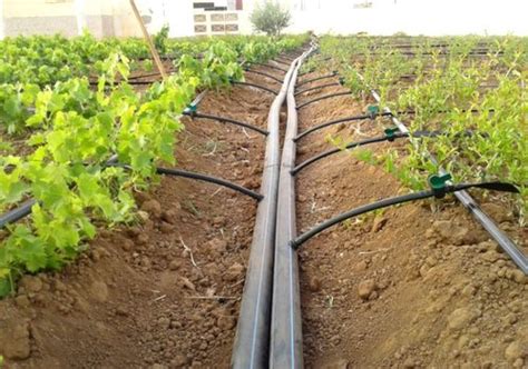 Drip Irrigation Systems – Chiraharit