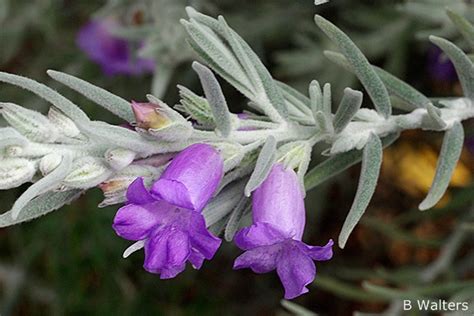 Eremophila nivea - Australian Native Plants Society (Australia)