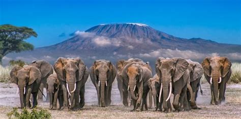 Amboseli National Park Elephants | Amboseli National Park Animals