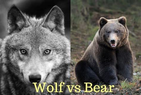 Wolf vs Bear: Who Would Win in a Fight? | Earth Eclipse