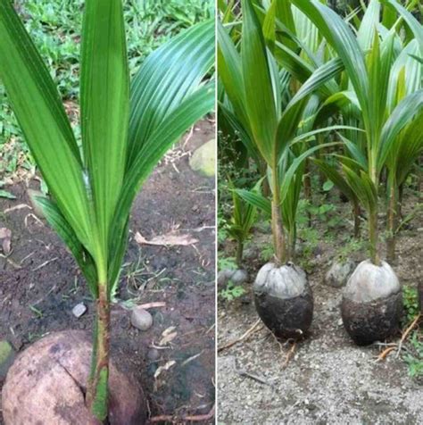 Coconut Seed Germination, Time Period, Process | Agri Farming