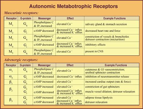 ANS Receptors