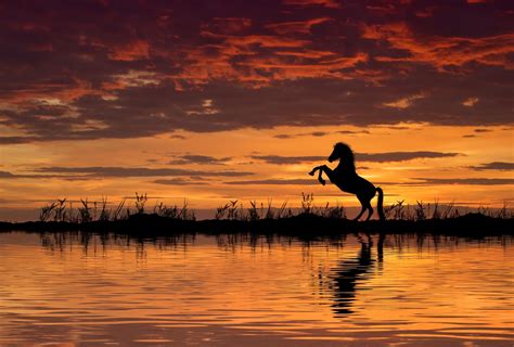 Sunset Horse Wallpapers - 4k, HD Sunset Horse Backgrounds on WallpaperBat