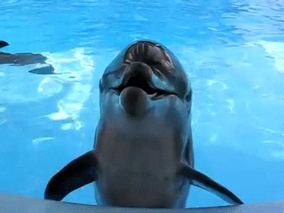 Dolphin GIF - Find & Share on GIPHY