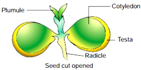 dicot seed diagram - JaydienJiyan