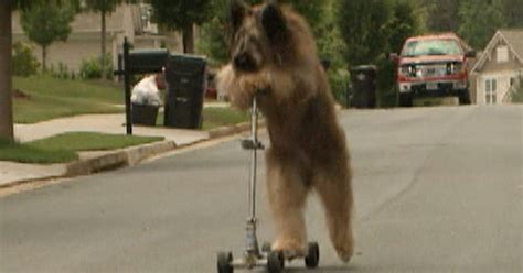 Dog on scooter training to set world record