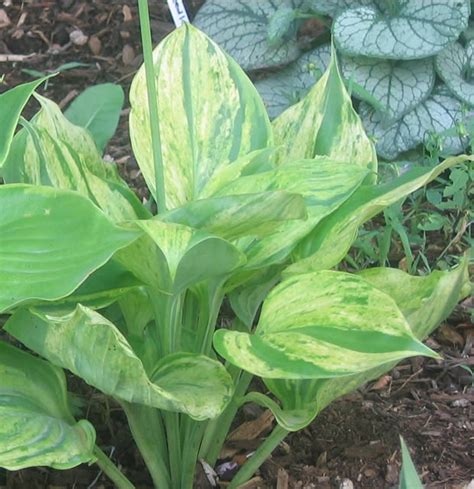 1000+ images about Hostas love shade on Pinterest | Gardens, Shade plants and The shade