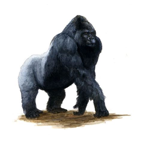 What Are All The Gorilla-themed Monsters In D&D 5E? Quora, 49% OFF