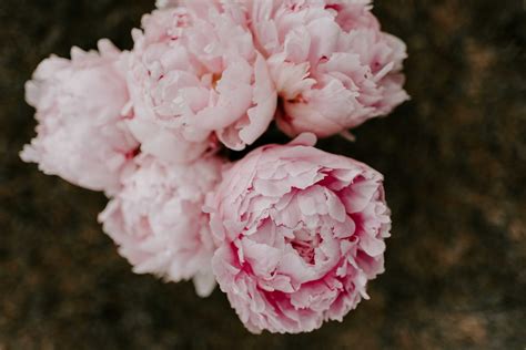 Bouquet of Pink Peonies HD Wallpaper - High Definition, High Resolution ...
