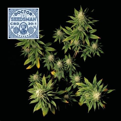 Buy Doctor Seedsman CBD 30:1 Feminized Seeds by Seedsman in America - Stellar Seeds