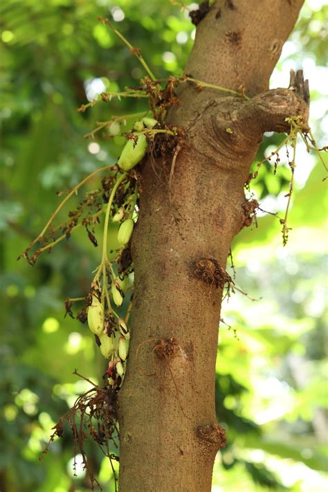 Bilimbi Fruit Tree - Free photo on Pixabay