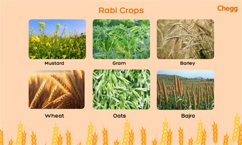 3 Essential Crop Seasons in India: Rabi, Kharif and Zaid