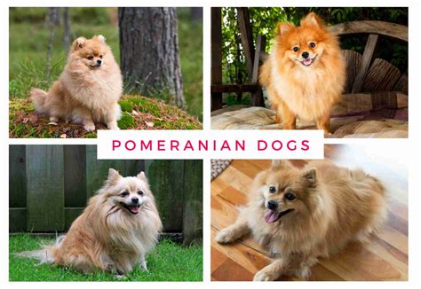 Pomeranian Dog Price - Complete List (2023)