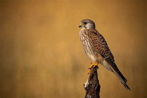 Common Kestrel | Bubo Birding