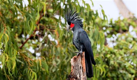 Palm cockatoo populations projected to halve in 50 years - Australian Geographic