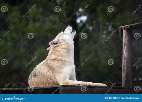 Wolf stock image. Image of yawning, howling, looking - 88878863