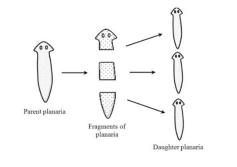 Fragmentation: Definition, Diagram, Examples and its Process