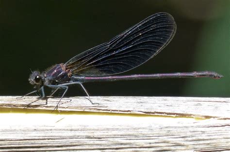 Black Dragonfly Spiritual Meaning and Symbolism (8 Omens)