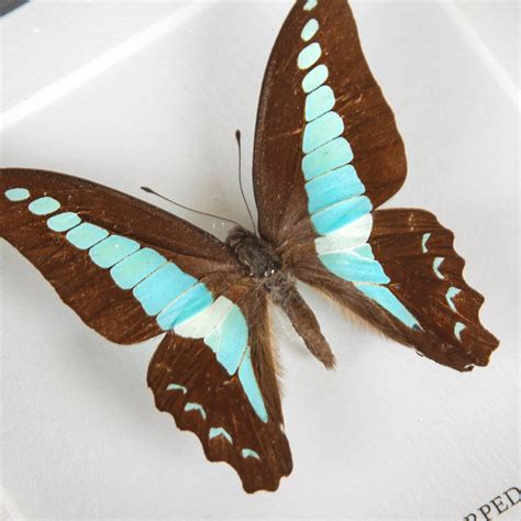 Blue Triangle Butterfly In Box Frame (Graphium sarpedon)