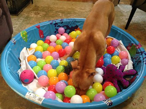 DIY Ball Pit for Dogs from Sarcastic Dog - Piper searching for treats and showing no interest in ...