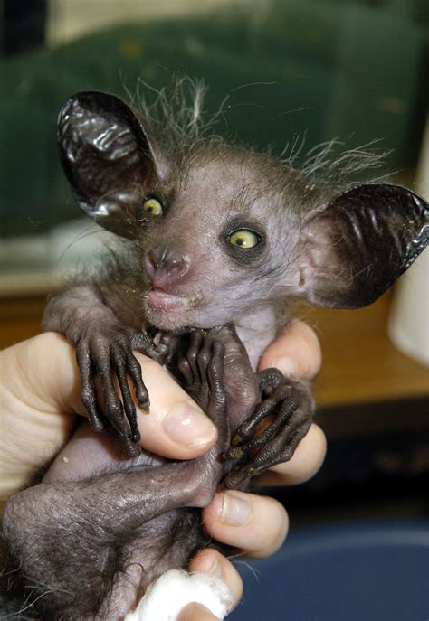 21 Strangest, Weirdest, Ugliest, Creepiest Animals in the World