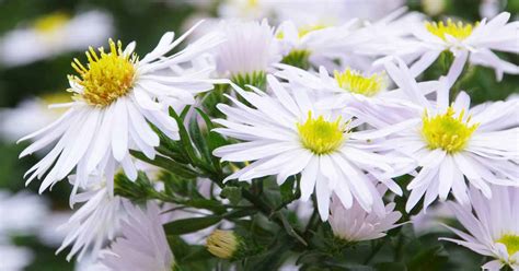 Best 11 Varieties of White Aster Flowers for Your Garden | Gardener’s Path