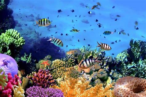 WAKATOBI MARINE PARK (THE REEFS OF EDEN) - Travel magazine for a curious contemporary reader.