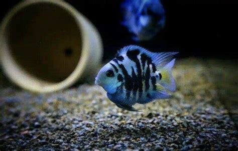 Polar Blue Parrot Cichlid Care Guide | Diet, Habitat, Breeding, Accessories - Fish Keeping Guides