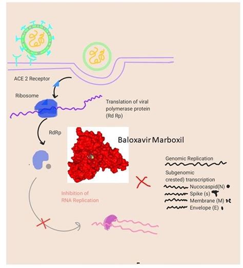 Mode of the mechanism of Baloxavir Marboxil when docked in COVID-19... | Download Scientific Diagram