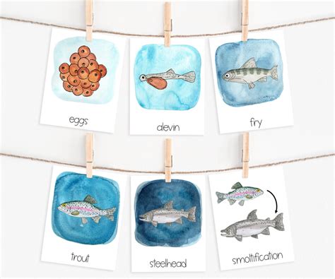 Rainbow Trout Life Cycle | Printable - Green Urban Creative